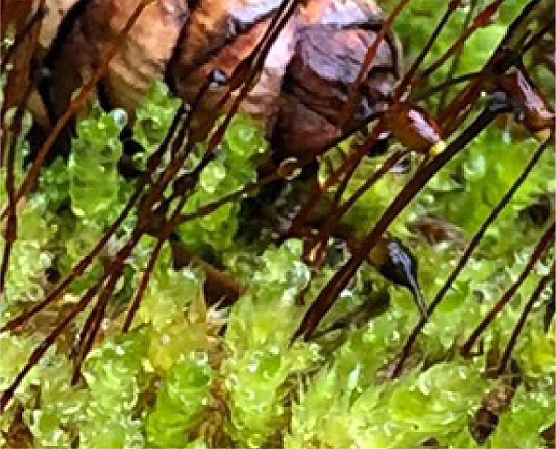 MIT台灣誌-華崗渡假村-華怡合歡冰泉茶葉